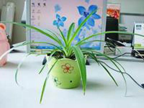 办公桌上放什么植物好 植物专家给你讲