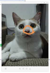 猫咪鼻子脏怎么弄好看？猫猫鼻子总是脏的怎么办(猫鼻子有点脏)
