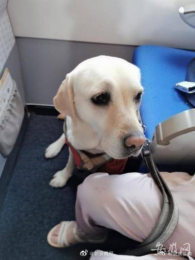 合肥首只导盲犬登上飞机 护送主人乘坐航班 去年乘公交曾被拒载