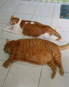 对比图看完后,请问你能接受几分的橘猫 越橘越胖,纯橘无敌 
