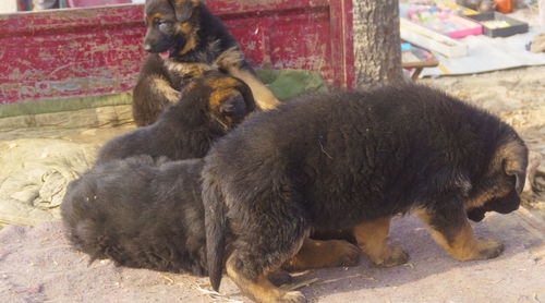 济南槐荫王府大集上有个狗市,不少大型犬只在集上售卖