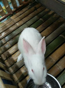 我家的兔子多大了,有几个月 