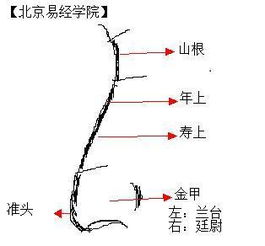 灵遁者 如何通过鼻子看一个人 