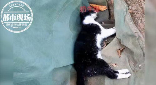 猫粮里投毒 女孩连续毒死5只流浪猫,家人 害她得了皮肤病