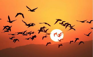 保护雍城野生动物 出色的空中旅行家 大雁