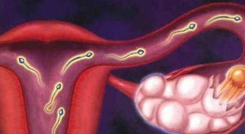 精子究竟在女人体内可以活多久