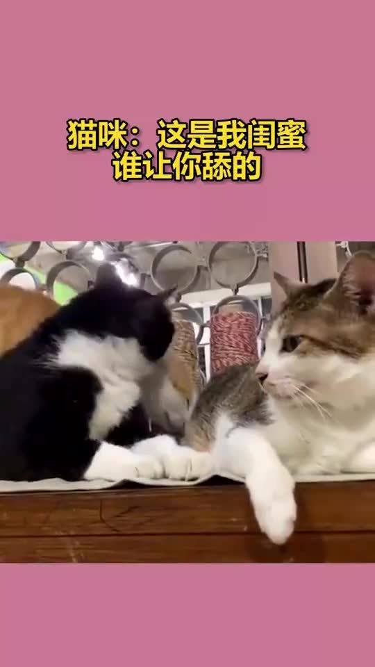 猫咪这是我闺蜜,谁让你舔的 