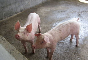 2016年养猪利润有多少 养猪利润与成本分析
