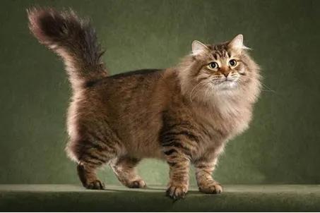 俄罗斯的吉祥宠物 西伯利亚猫,长毛猫的祖先,颜值不输缅因猫