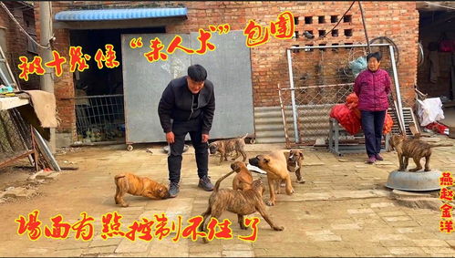 金洋被十几条 杀人犬 包围了,场面控制不住了,不行赶快关起来 