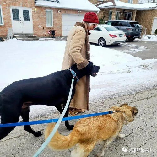 温柔大丹犬照顾小奶喵,这体型差,简直太有爱啦