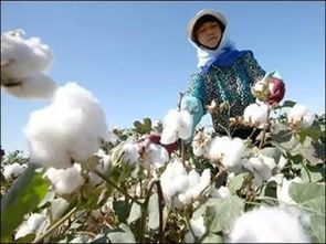 农业 农民种植意向增加 今年全省棉花种植面积有望回升