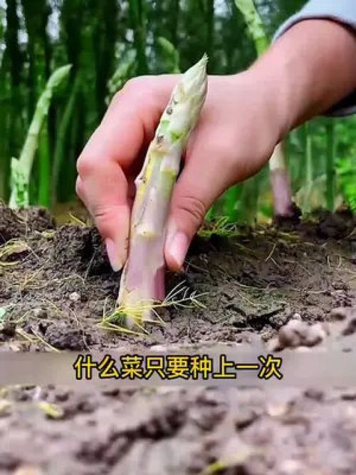 家里有花盆空地的,在家也能种芦笋,种一次能收好几年 家庭种植 蔬菜种子 芦笋 阳台种植 