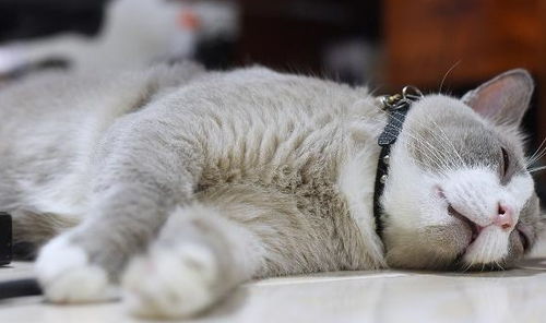 从猫咪的睡姿,能看出它有多爱你,你家猫咪都是怎样睡的呢