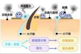 去除腋臭 清新夏日拒做 狐狸精 