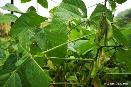 请问黄豆什么时间种最好,在种植过程中,需要注意些什么