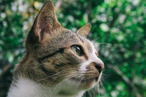 狸花猫最大的缺点,很多人无法忍受,喜欢的人却更爱不释手