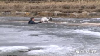 震惊 狗狗不慎掉入结冰的河水里,铲屎官看到后竟然做出这样的举动 