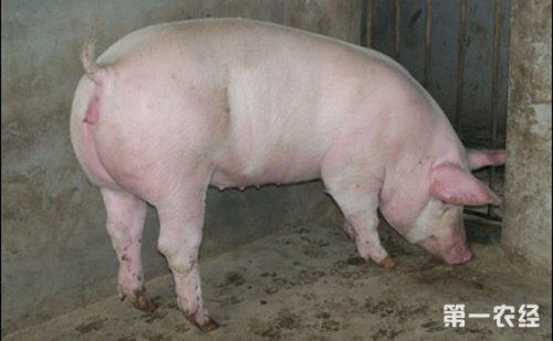 后备母猪配种都需要什么前提条件 什么时候配