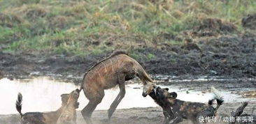 非洲大草原上的生死对头 非洲鬣狗VS非洲野狗 