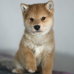 哪里有柴犬卖 柴犬哪里买 日本柴犬多少钱一只幼崽 纯种柴犬价格 宝贝它 