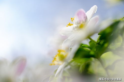 10月中旬爱情到,终于等到心上人,桃花运不是一般的好的四大星座