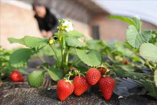 8月份种草莓可以吗 新手怎么种植草莓籽
