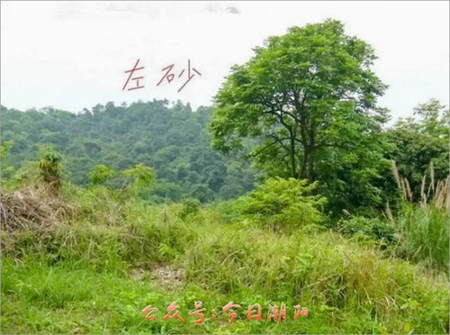 潮阳某村风水宝地 眠牛听钟 ,乃巨富龙穴