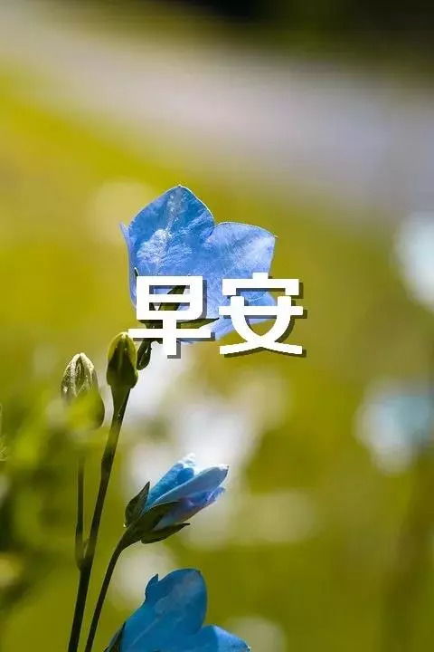 最美早安图片鲜花带字 新的一天早安语精美语句