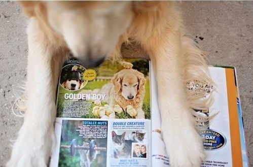 宠溺小黄鸡的黄金猎犬,幸福得像花儿一样