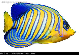 黄蓝条纹的黄色尾巴的鱼图片免费下载 编号707117 红动网 
