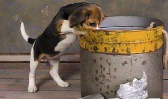 养狗人都有的困扰 为什么狗狗总爱翻垃圾桶 教你 杀鸡儆猴 法