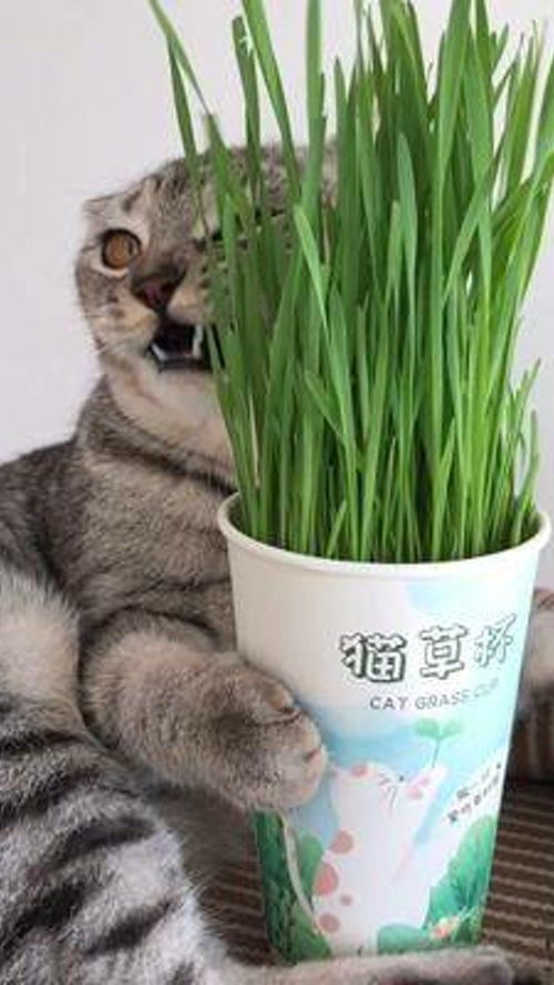 这猫草长得比猫还高 猫草 