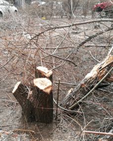 谁给你这么大胆,私砍树 哈尔滨绿化小区的10多棵大树被伐走,只留一地的