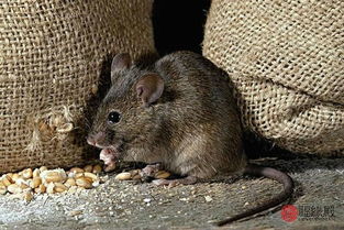 家里进老鼠好几个预兆 是好预兆吗