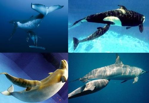 鱼属于什么类动物,鲸鱼属于什么类动物
