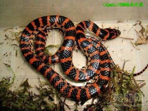 这个蛇叫什么名字 怎么养 