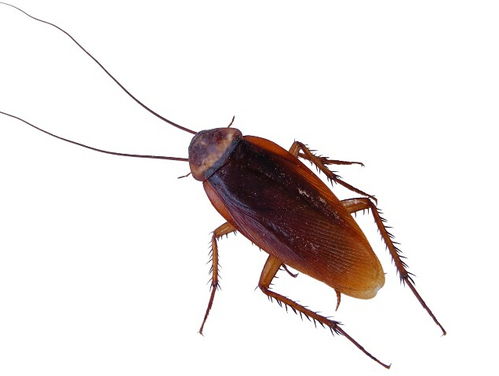 襄阳东森消杀病媒生物防治告诉你蟑螂喜欢吃什么 