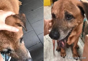 13岁老狗被丢路边,直到发现自己被弃养后泪崩哭不停