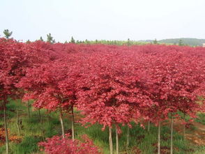 鸡爪槭要如何栽培养护,千岛红枫怎么种