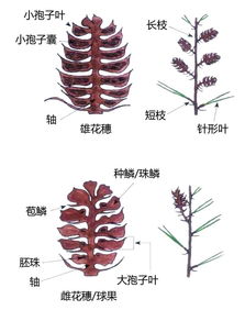 裸子植物的形态解剖结构特征