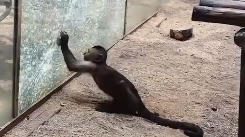 动物园猴子磨尖石头,狠狠的砸向游客,镜头记录全过程 