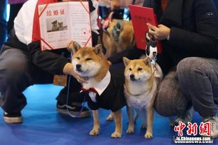 宠物狗南京举行集体婚礼 嗨翻宠物文化节