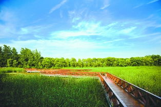 金银湖湿地公园的蓝天绿草在等你 