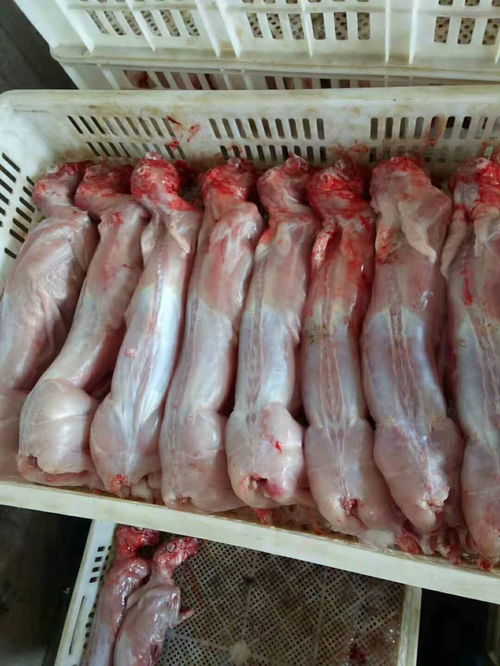 宁陵冷冻兔肉厂家支持空运 