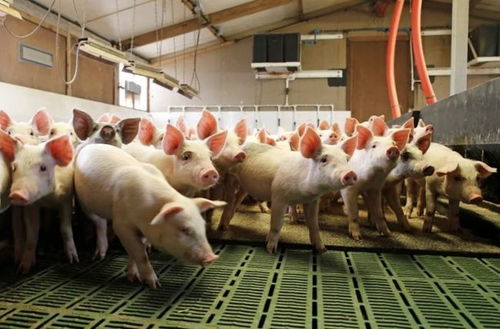 跨界养猪集体失声,牧原股份三季度预亏10亿,养猪还 香 吗