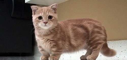 世界上最会交际的猫,猫界短腿曼康基矮脚猫,却天生缺陷不被认可