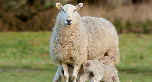 小羊几个月可以配种 羊一个月发几次情