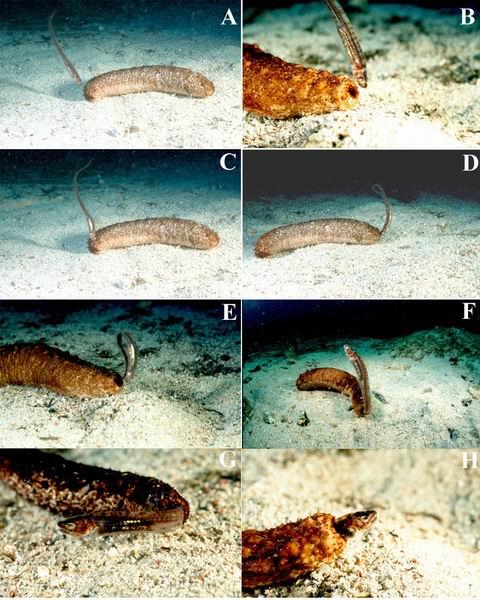 生物学家发现隐鱼钻入海参肛门吞食其生殖腺 