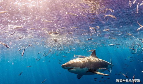 科学家为什么要对鲨鱼做超声波检查